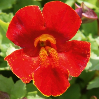 Мимулюс Мэджик Ред