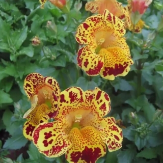 Мимулюс F1 Русский размер леопардовый