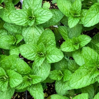 Мята Перечная Пепперминт