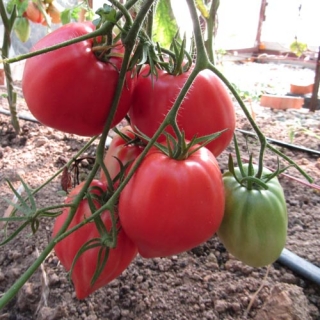 Томат Минусинский домашний