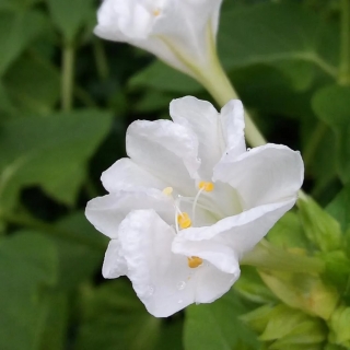 Мирабилис ялапа Белый леденец