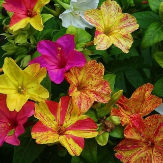 Мирабилис Иоланта