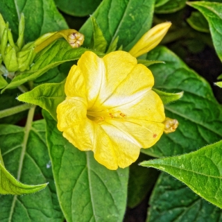 Мирабилис Лимонное шампанское (Ялапа)