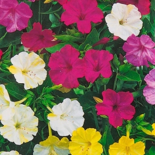 Мирабилис Цветочная фантазия смесь