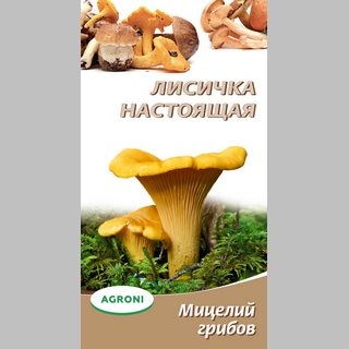 Грибы - Лисичка настоящая