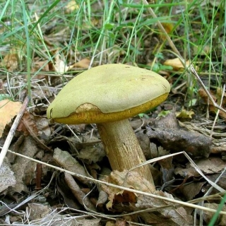 Грибы - Моховик зелёный 60 мл (мицелий)