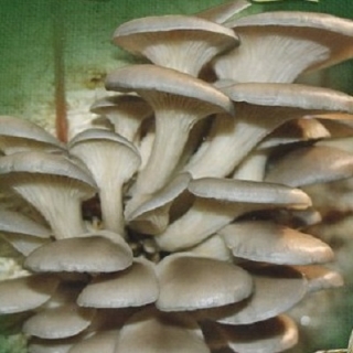Грибы - Вешенка обыкновенная на палочках (мицелий) 12шт (большой пакет)