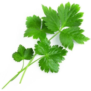 Японская скрытница (петрушка) Мицуба