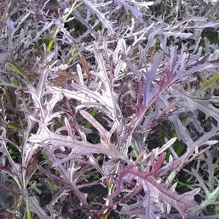 Капуста Мизуна ред (японская)