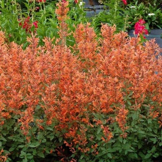 Многоколосник Золотистый Закат