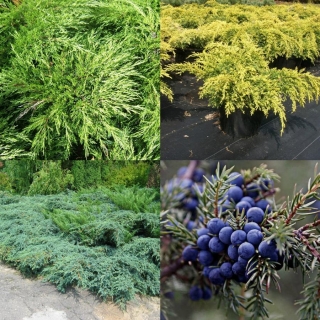 Можжевельники смесь