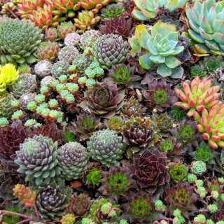 Молодило Каменистый сад