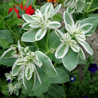 Эуфорбия Горный Снегопад окаймленный (молочай)