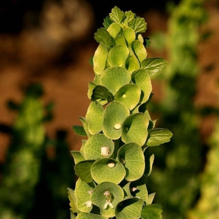 Молюцелла Скромница (гладкая)