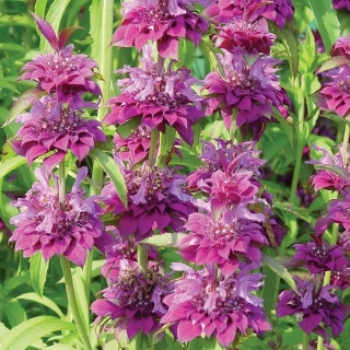 Монарда Мона Лиза лимонная