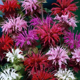 Монарда Жар-птица двойчатая