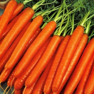 Морковь Карамель Красная