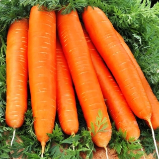 Морковь Красная без сердцевины