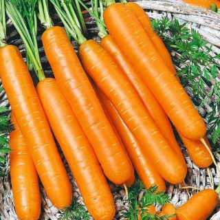 Морковь Соломон F1