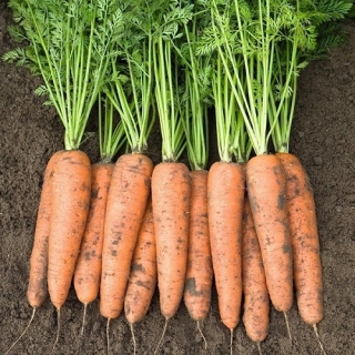 Морковь Тушон