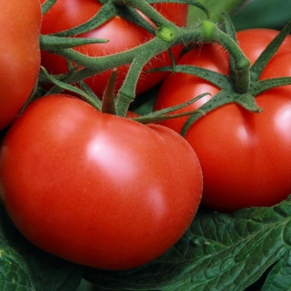 Томат Морозко F1