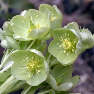 Морозник Спринг лимонно-зеленый восточный (кавказский)