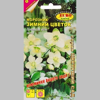 Морозник Зимний цветок