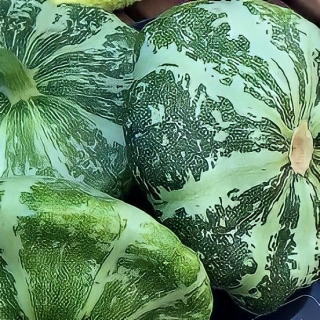 Патиссон Мраморный