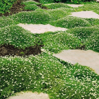 Мшанка Сюрприз