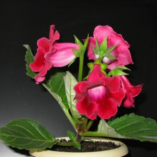 Глоксиния МультиБеллс Вишневый колокольчик F1