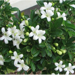 Мурайя Императорский парфюм (метельчатая)