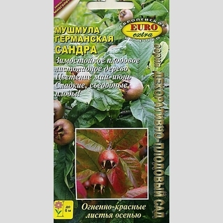 Мушмула Сандра (германская)