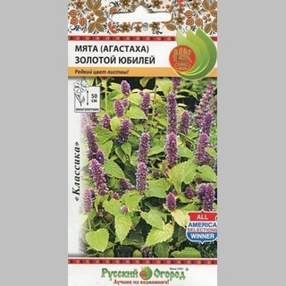 Мята Золотой юбилей (Агастаха)
