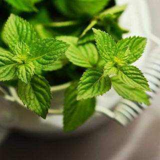 Мята Кубанская 6