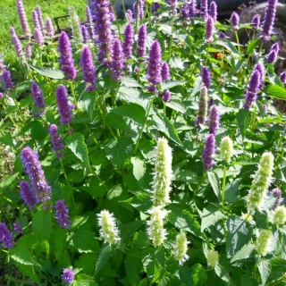 Мята Аметист (мексиканская)