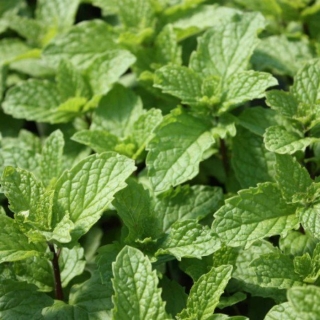 Мята Мохито (перечная)
