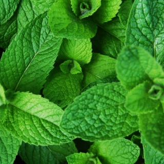 Мята Мятный леденец