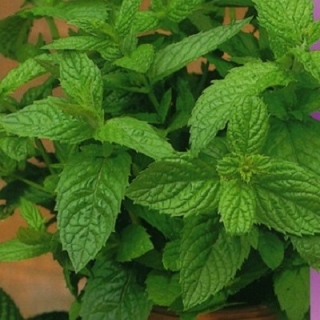 Мята Ворожея (овощная)