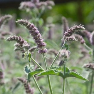 Мята Радуга лонфифолия