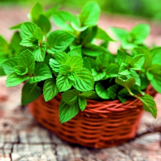 Мята Сибирский чай