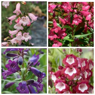 Пенстемон Ягодные карамельки