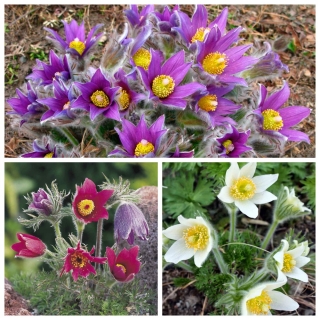 Прострел Прима (обыкновенный)