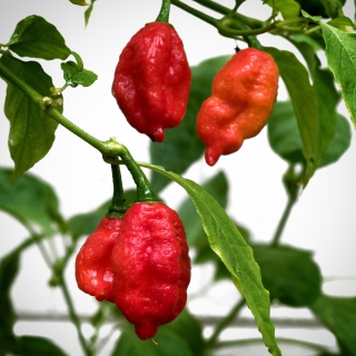 Перец Нага Морич Красный Super Hot (суперострый)