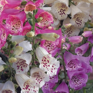Наперстянка Dalmatian Mix F1 (большой пакет)