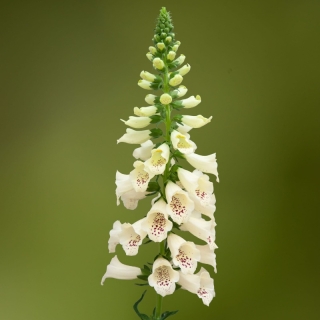 Наперстянка Дотти F1 кремовая