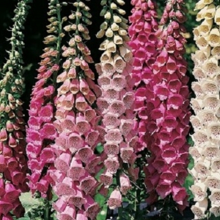 Наперстянка Глоксиниецветная смесь