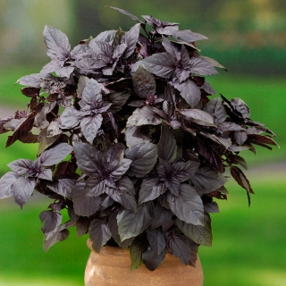 Базилик Наполитано красный