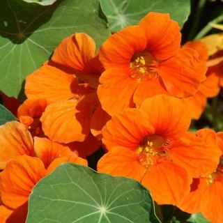 Настурция Бэби оранж