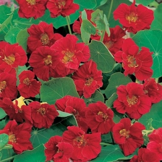 Настурция Бриллиант