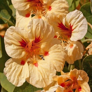 Настурция Клубника со сливками